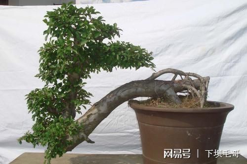 這種樹農民把它當綠籬，殊不知是上好盆景材料，精品上萬